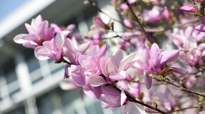 Blossoms2.jpg